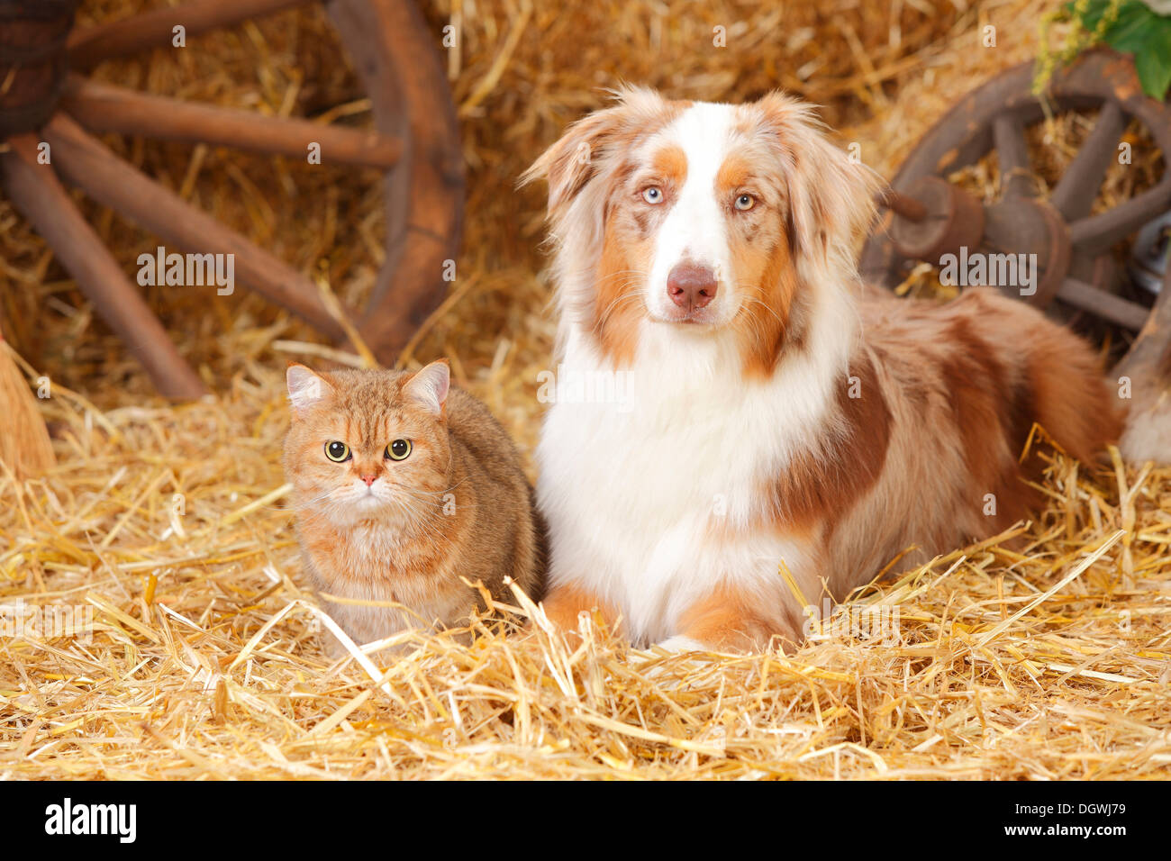 British Shorthair Cat, female, and Australian Shepherd, male dog, red-merle Stock Photo