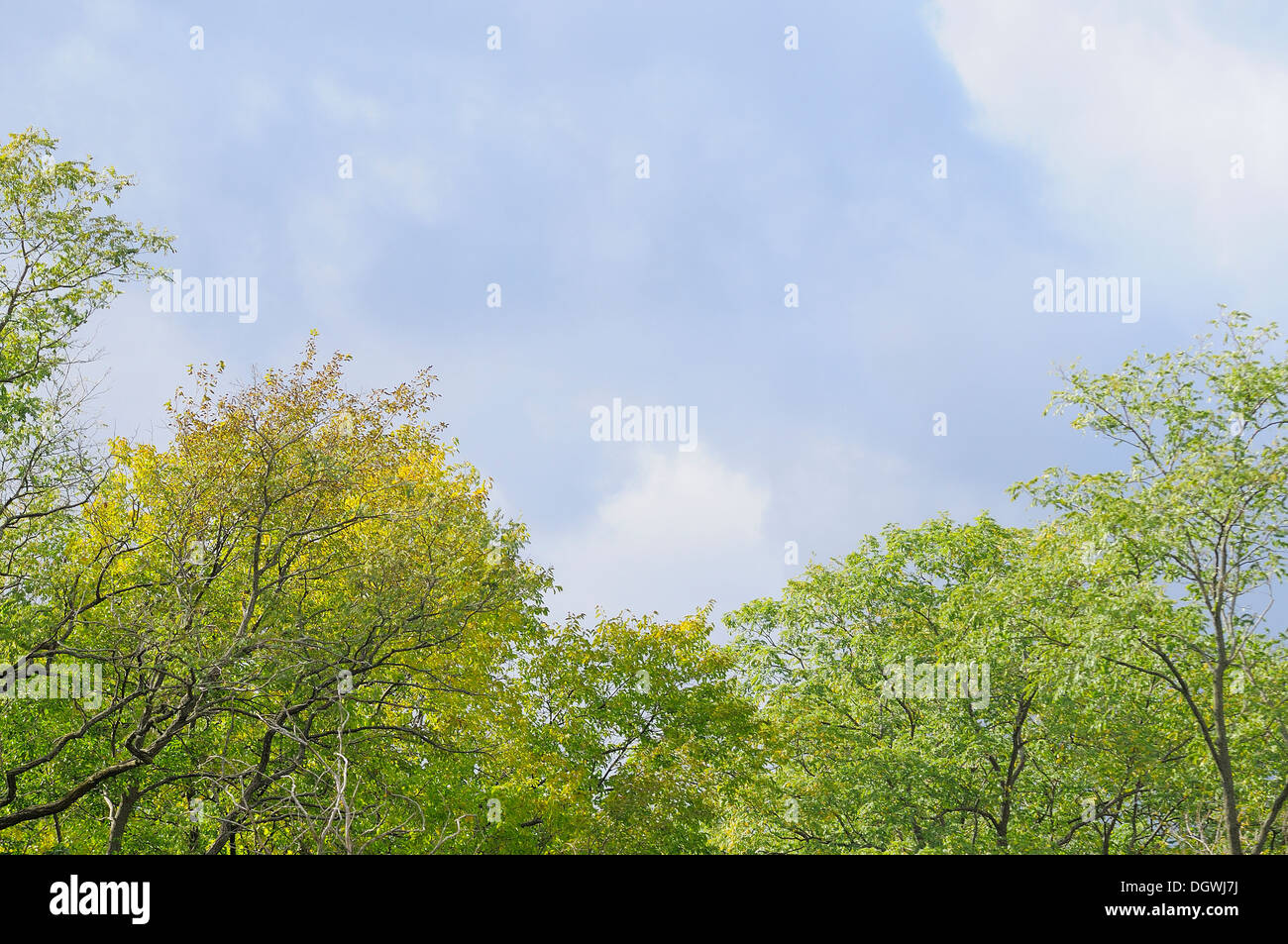 Sky and tree top background Stock Photo Alamy