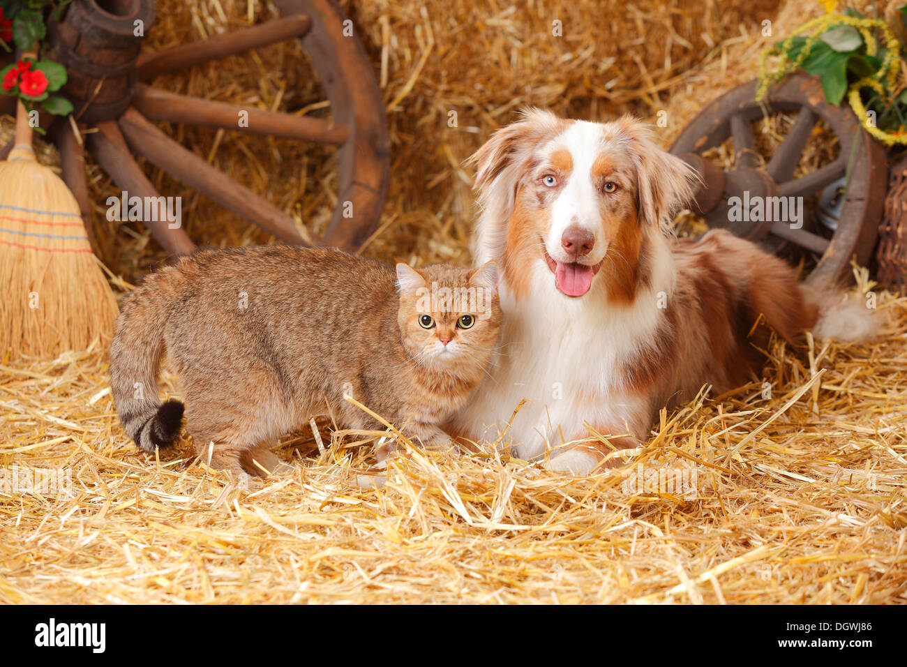 australian shepherd get along with cats
