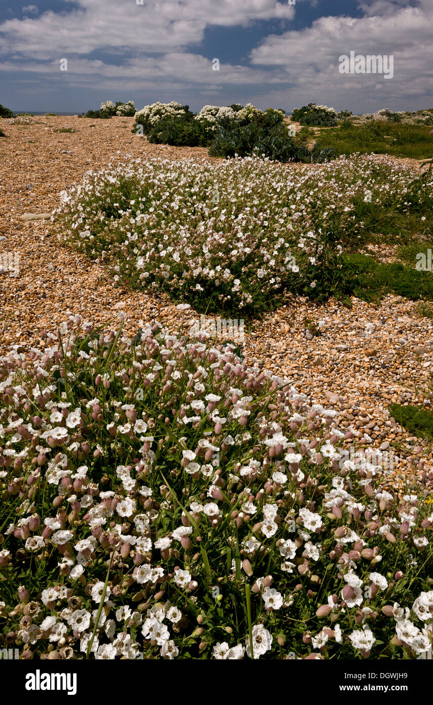 Cogden Beach - part of Chesil Beach shingle bank - with spectacular spring coastal flowers in early June. Dorset. Stock Photo