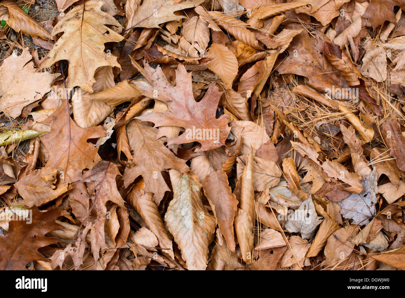 fall leaves in upstate New York. Stock Photo