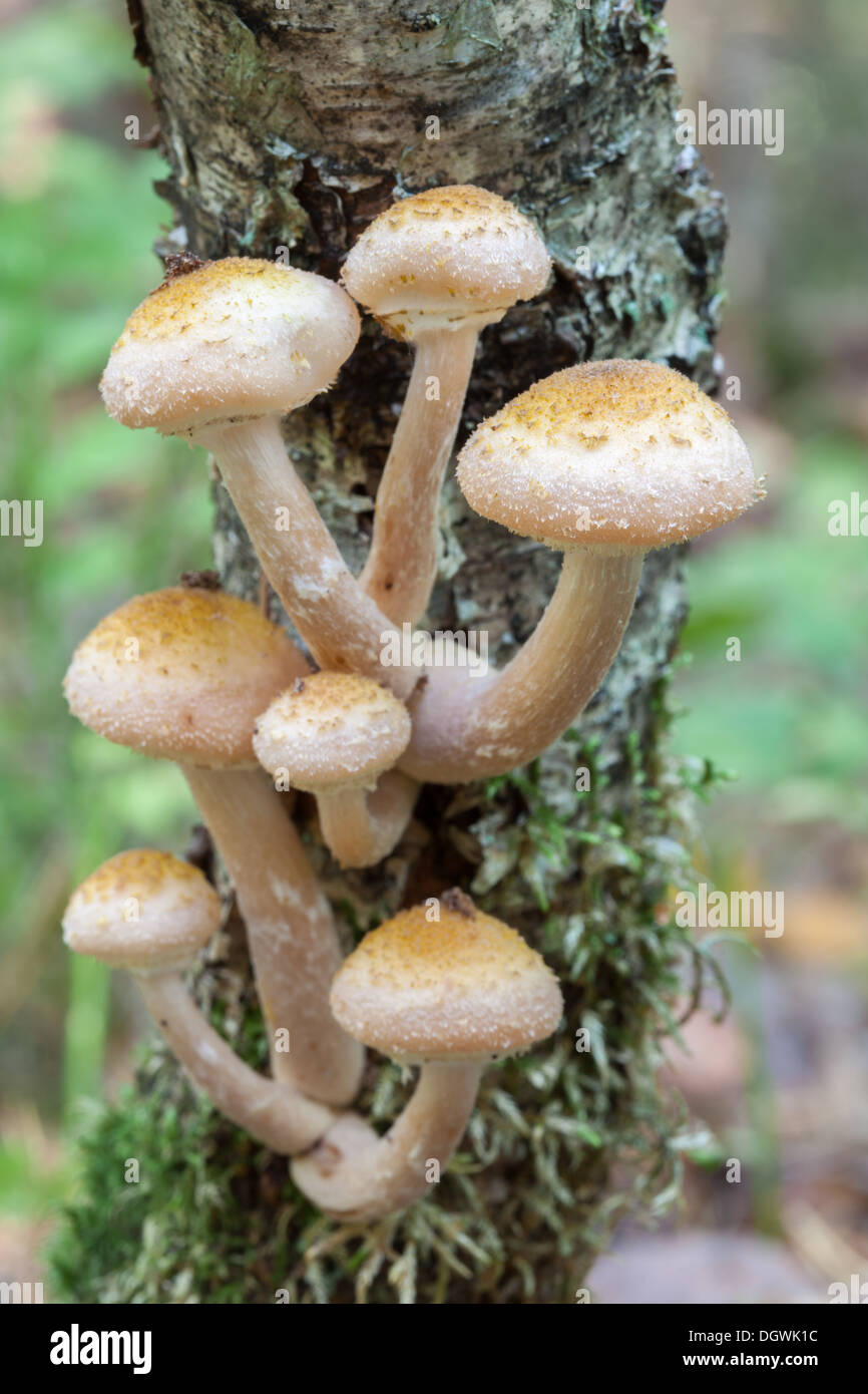 Autumn mushrooms in Espoo, Finland Stock Photo