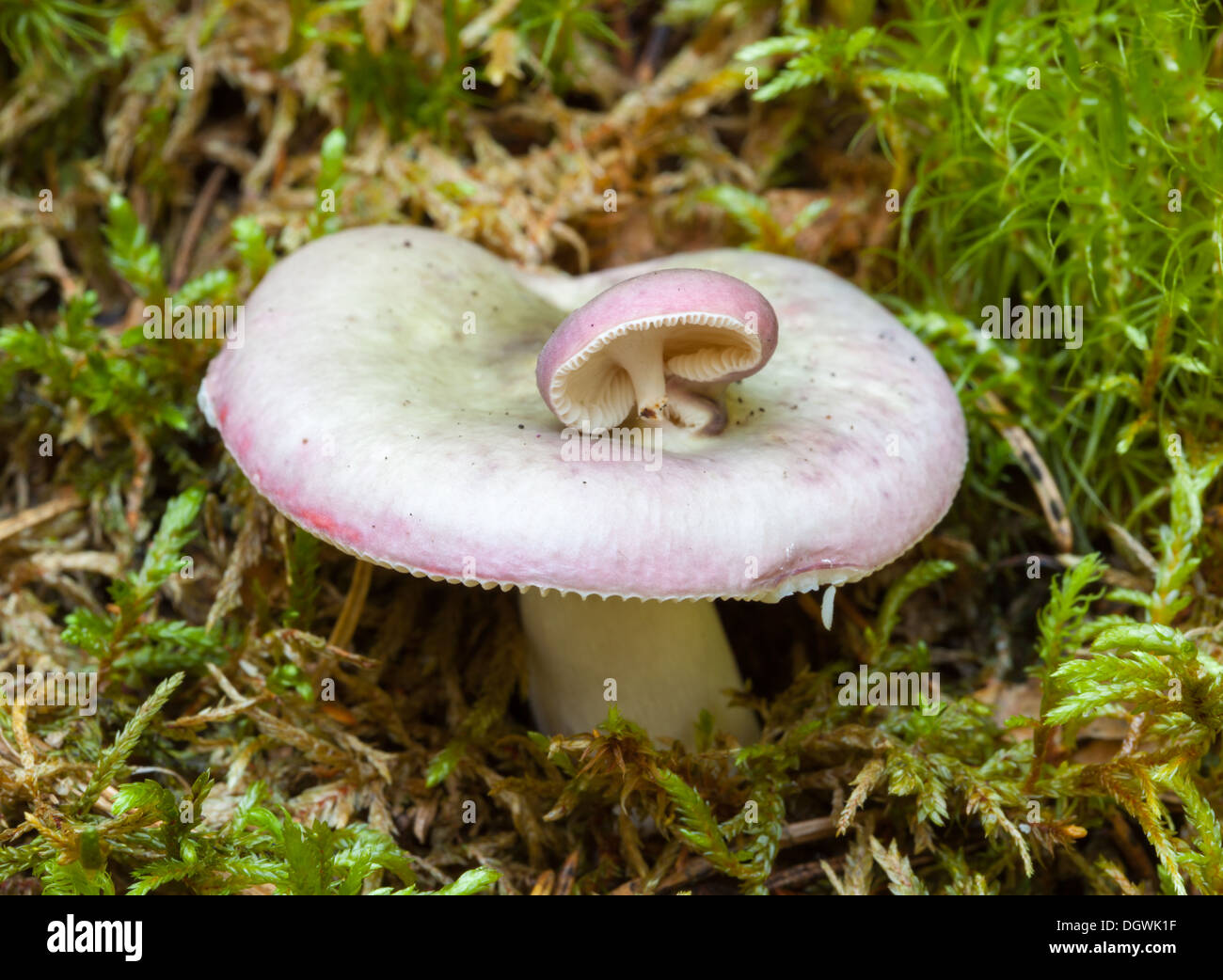 Autumn mushrooms in Espoo, Finland Stock Photo