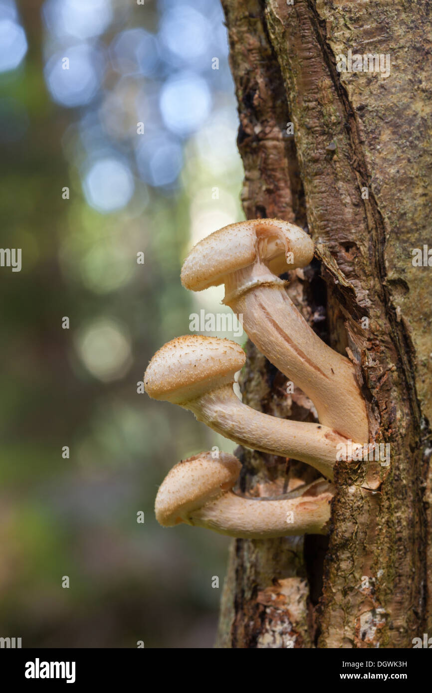 Autumn mushrooms in Espoo, Finland Stock Photo