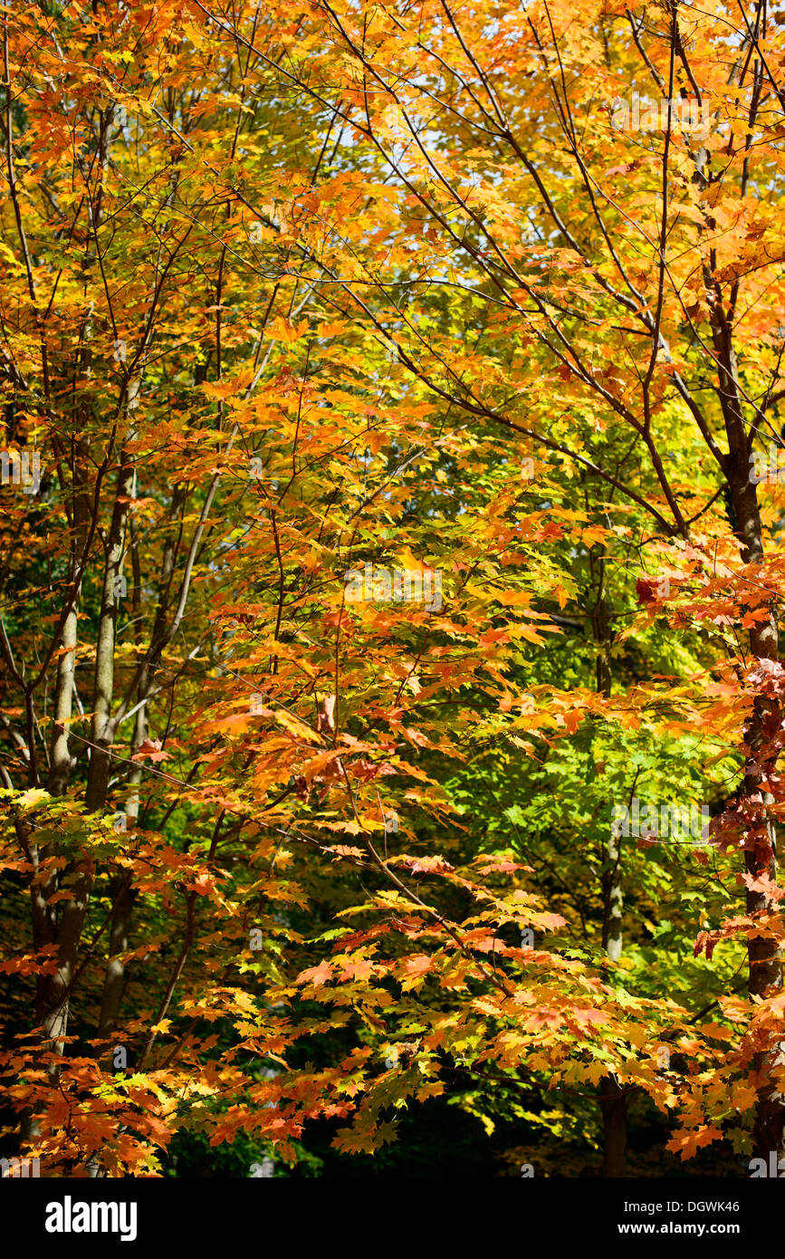 Fall Colors In Upstate New York High Resolution Stock Photography and