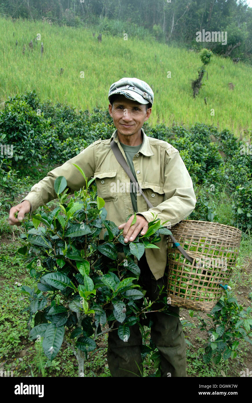 Tea harvest, man of the Phunoy ethnicity picking tea leaves into a basket, at Ban Sailom, Phongsali district and province, Laos Stock Photo