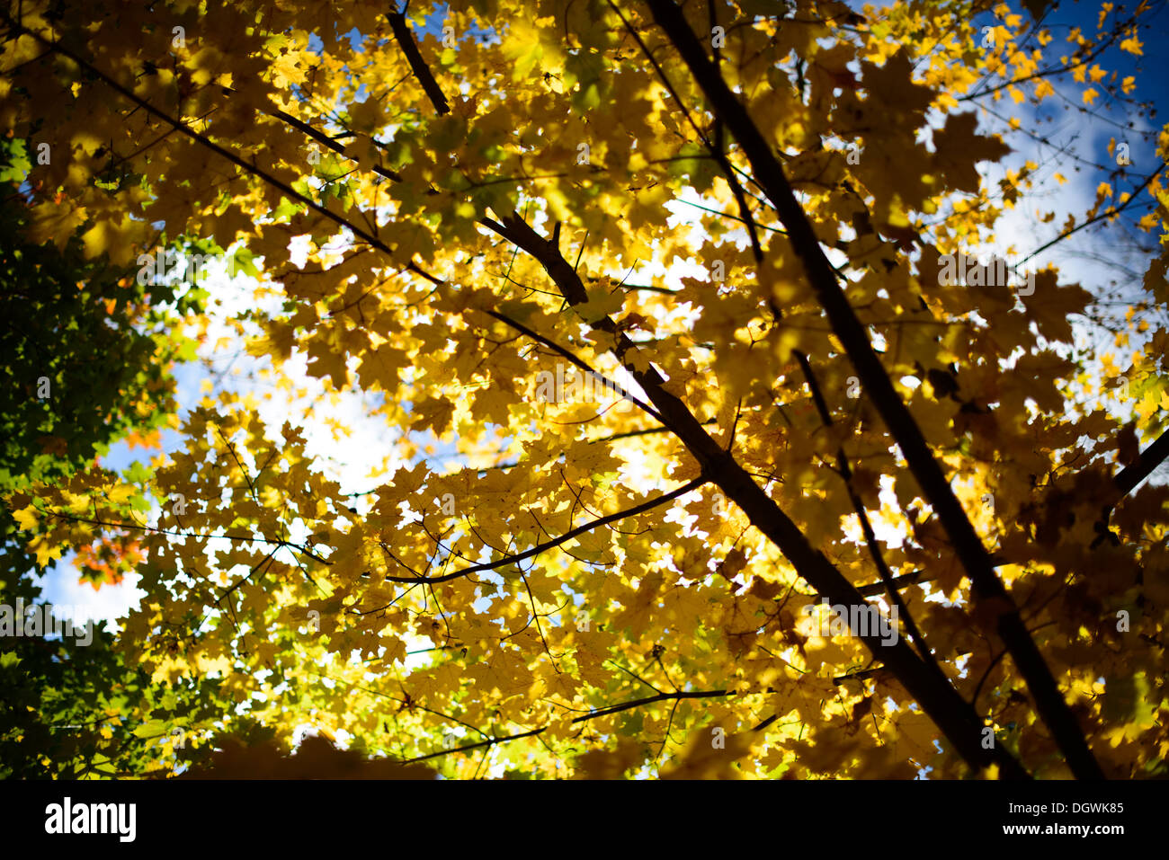 Yellow Maple leaves backlit against the sunshine in upstate New York. Stock Photo