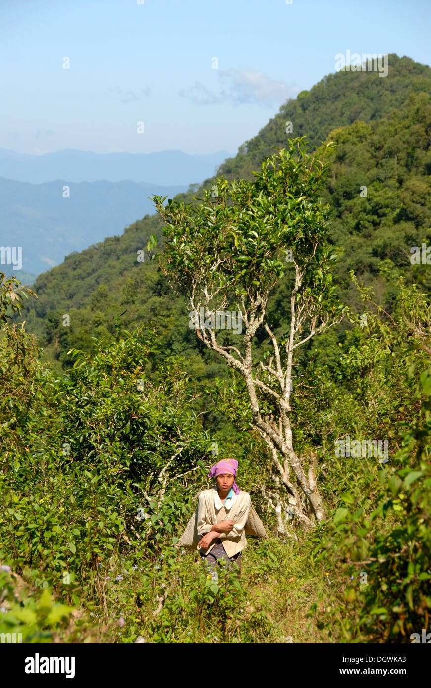 Tea picker in the mountains, woman of the Phunoy ethnicity, old tea-tree plantation, Ban Komaen, Phongsali district and province Stock Photo