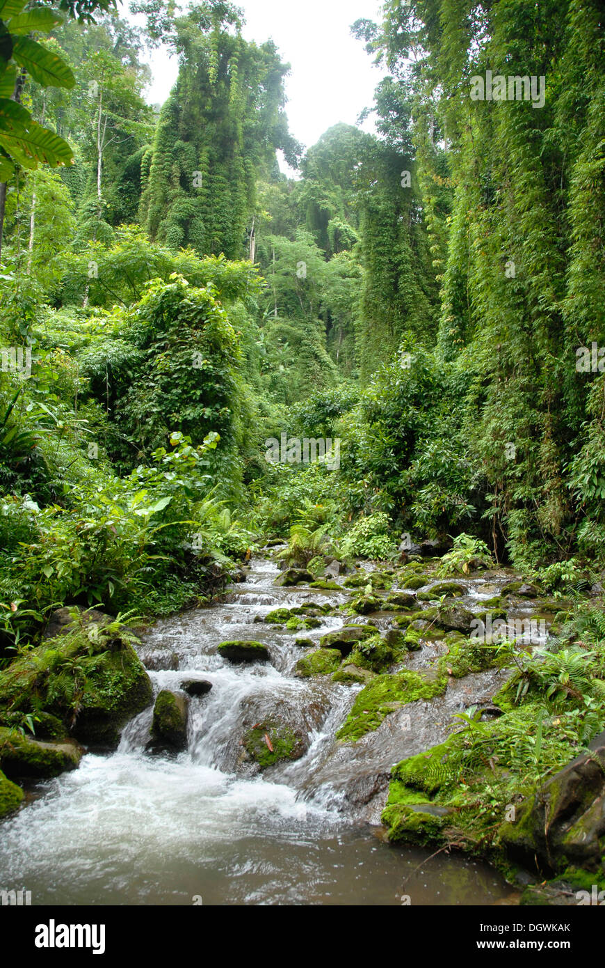 Unspoiled nature, brook running through the jungle, near Ban Naten, Nam Lan Conservation Area, Boun Tai district Stock Photo