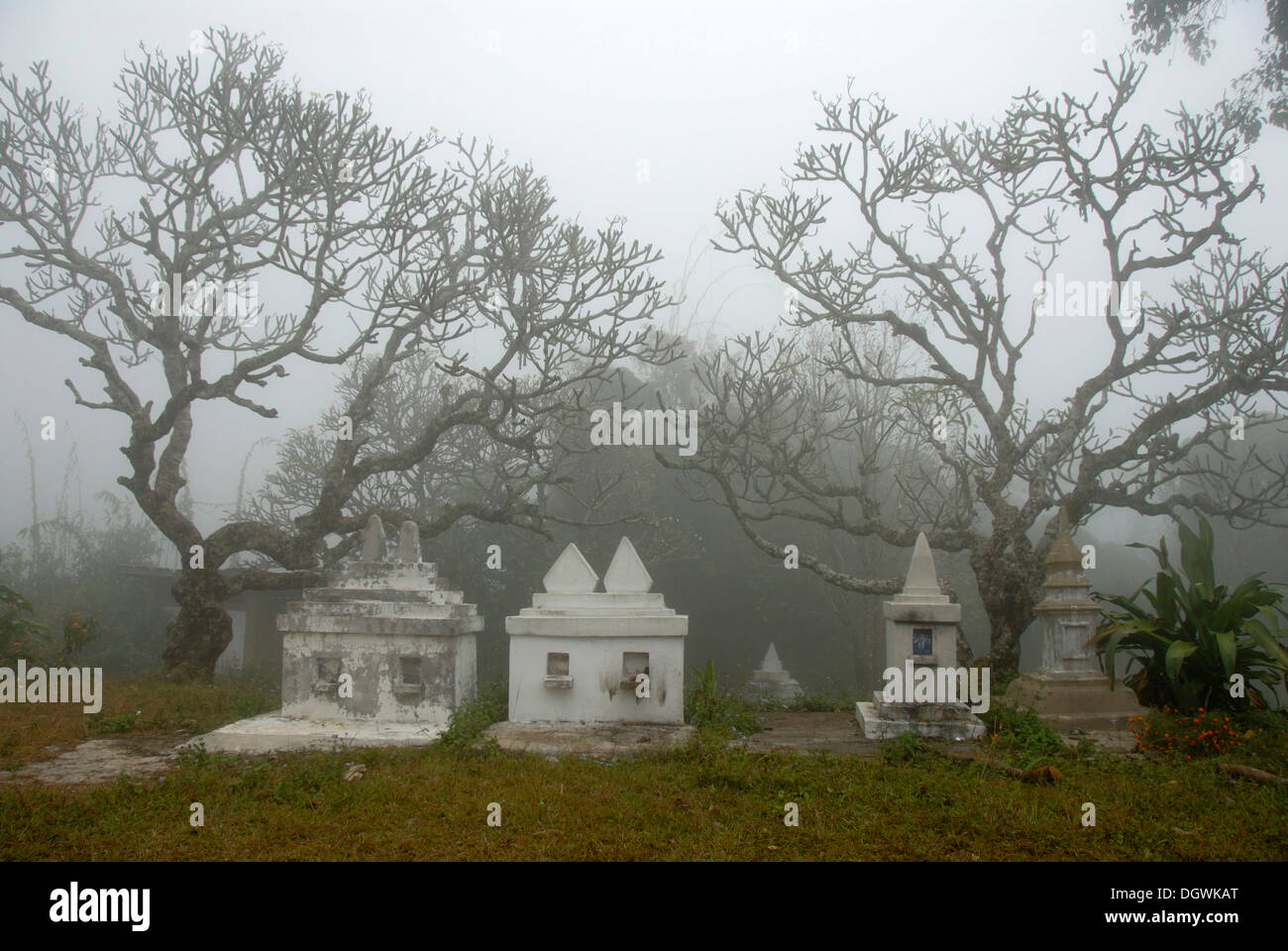 Buddhism and ancestor worship, eery branches in fog over graves, Wat Kaew, Phongsali province, Laos, Southeast Asia, Asia Stock Photo