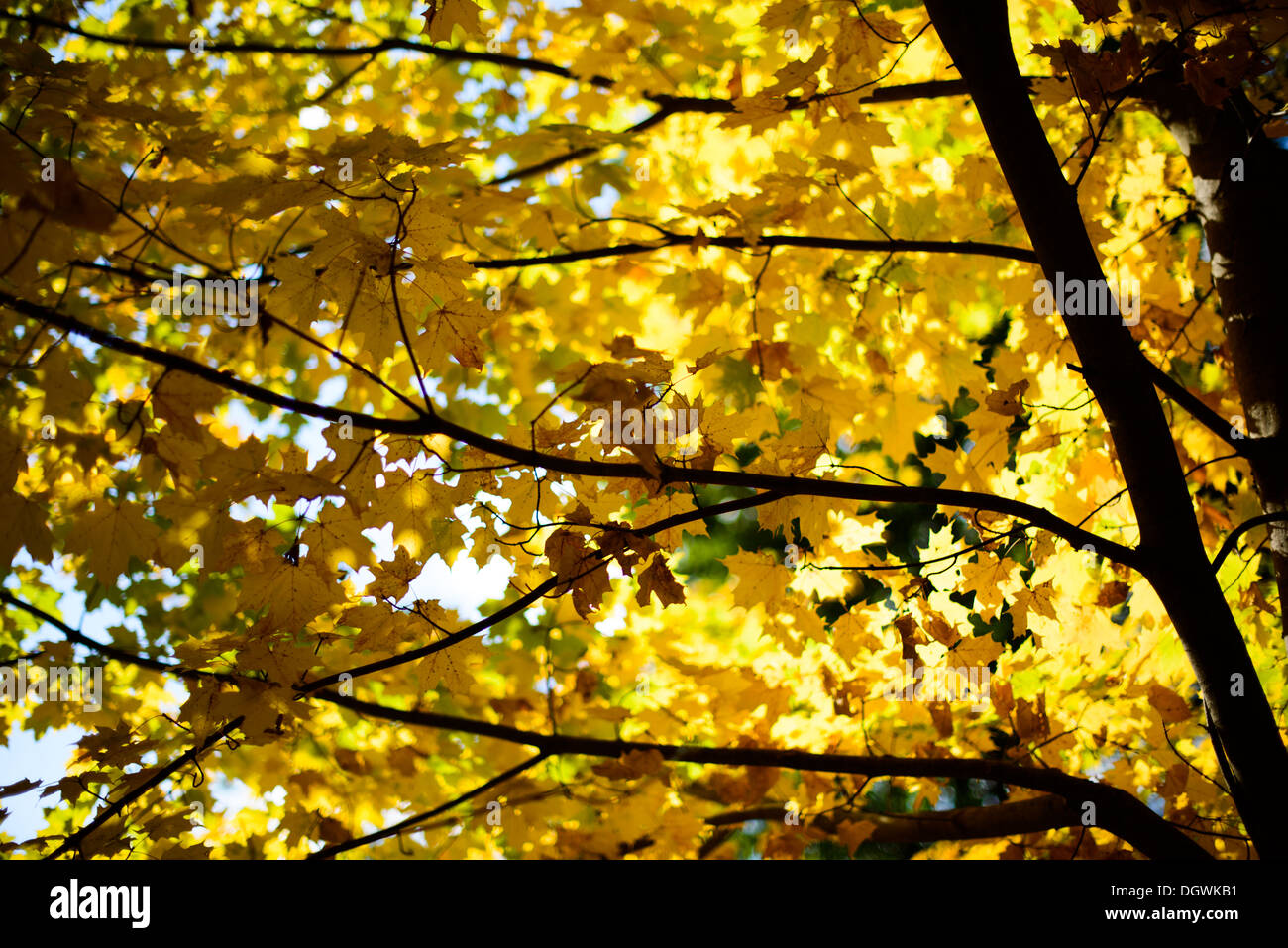 Yellow leaves in the fall backlit against the sunshine. Stock Photo