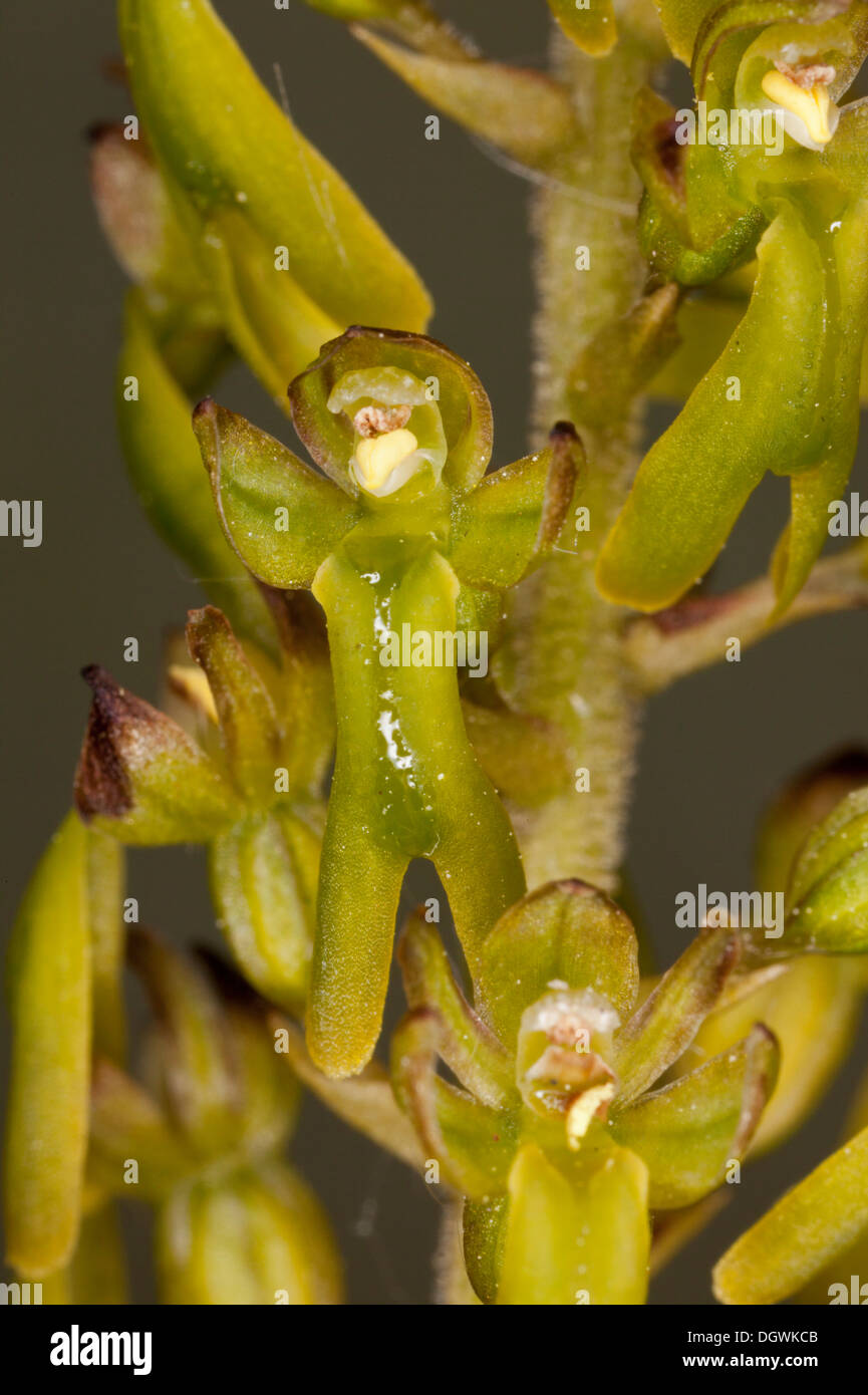 Close-up of the flowers of Twayblade Orchid, Listera ovata. Stock Photo