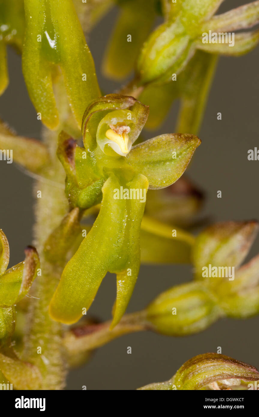 Close-up of the flowers of Twayblade Orchid, Listera ovata. Stock Photo