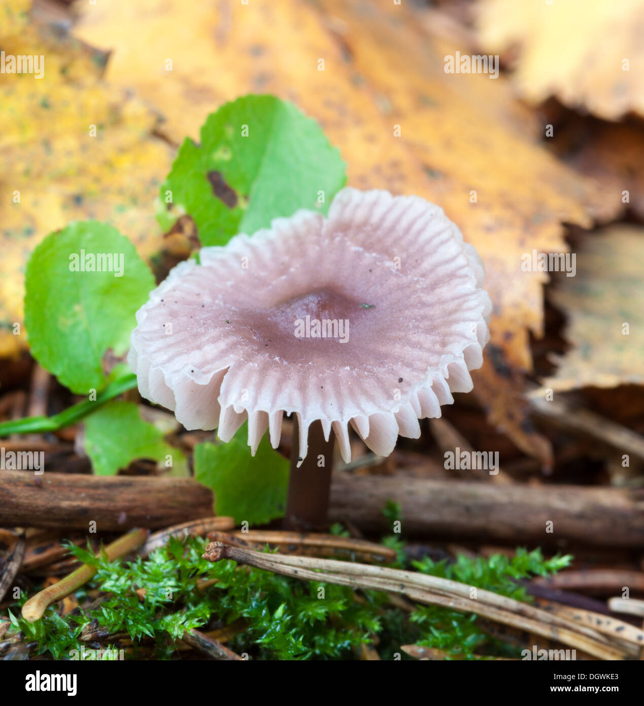 Autumn mushrooms in Espoo, Finland Stock Photo
