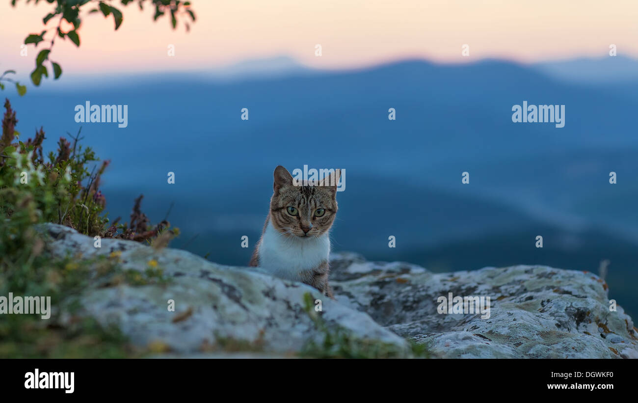 cat at dawn in the mountains. Crimea Stock Photo