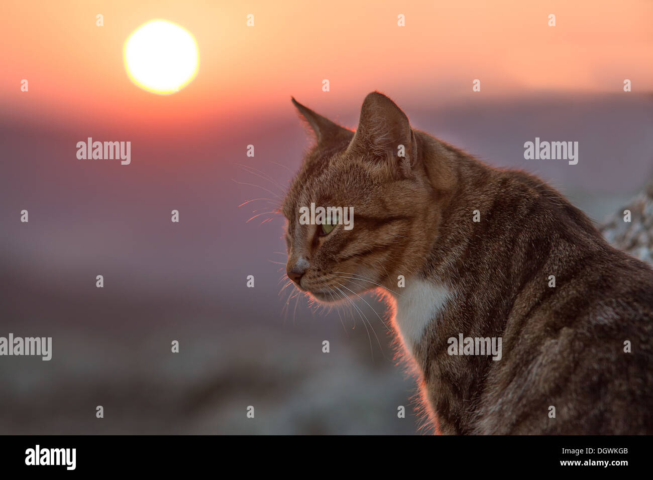 cat at dawn in the mountains. Crimea Stock Photo