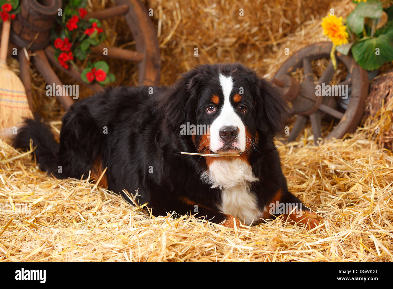 9 months hi-res stock photography and images - Alamy