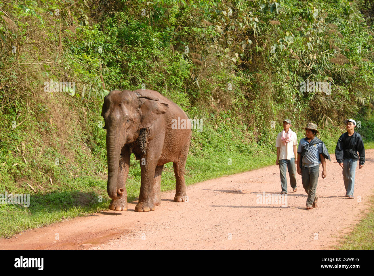 Elephant, work elephant on the road with three mahouts on a gravel road, near Boun Tai, Phongsali province, Laos, Southeast Asia Stock Photo