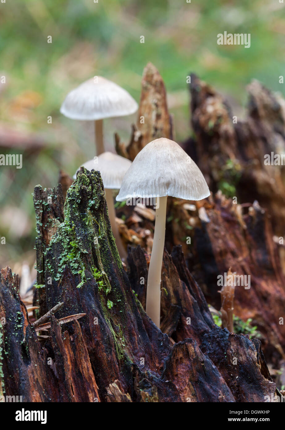 Autumn mushrooms in Espoo, Finland Stock Photo