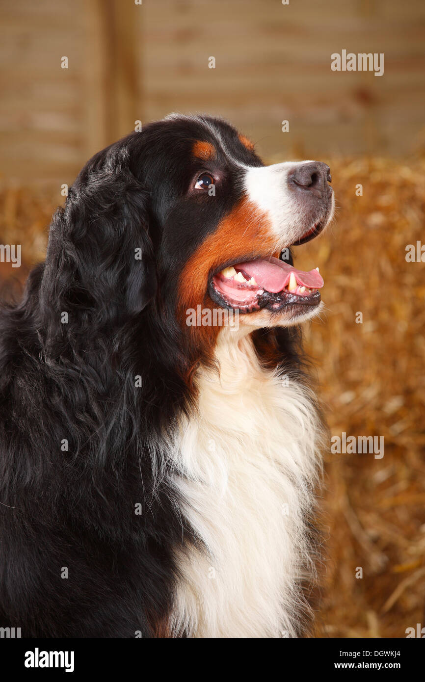 Bernese Mountain Dog, 7 years |Berner Sennenhund, Ruede, 7 Jahre Stock Photo