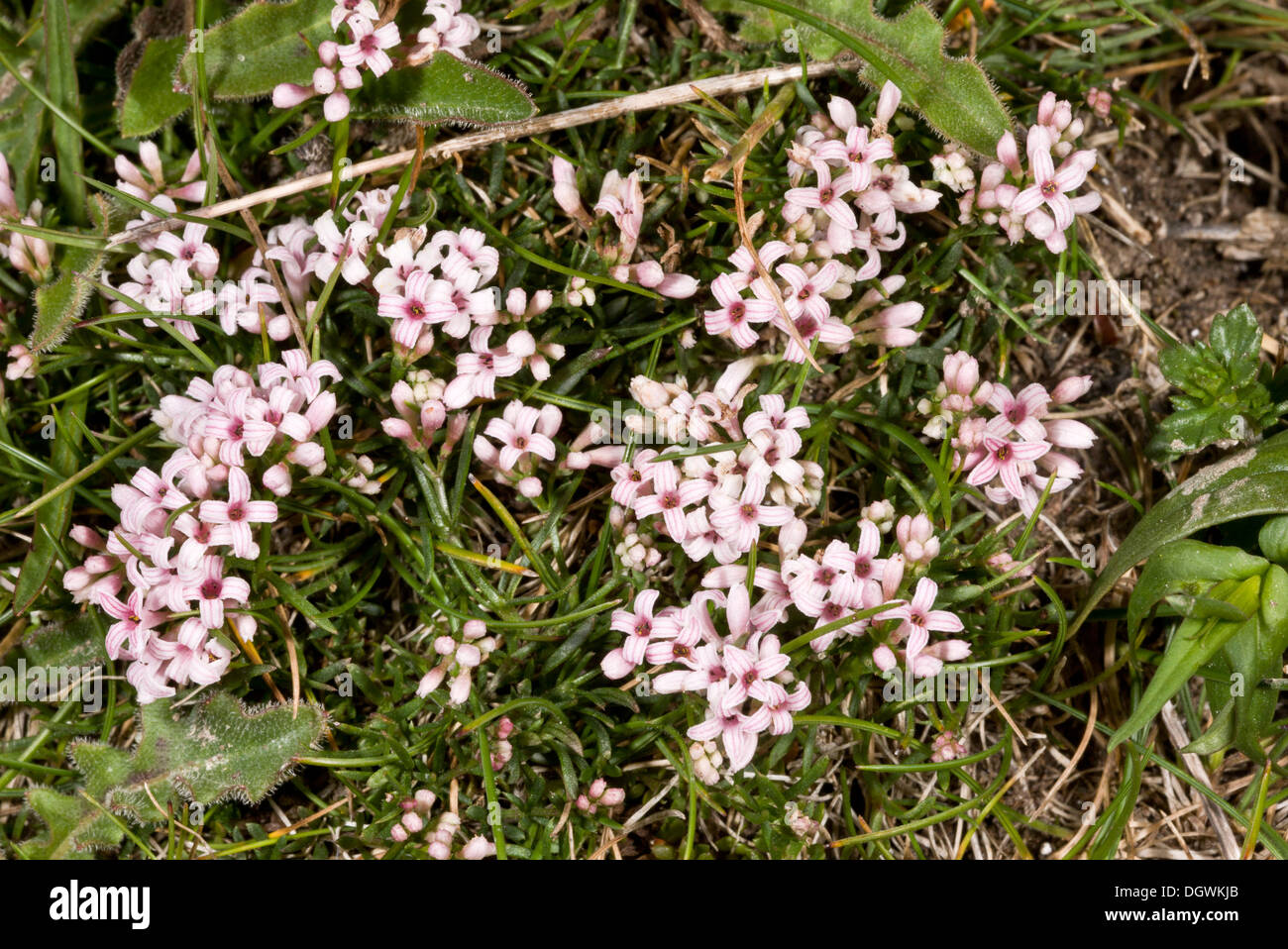 Squinancywort, Asperula cynanchica in flower on chalk grassland, Hants. Stock Photo
