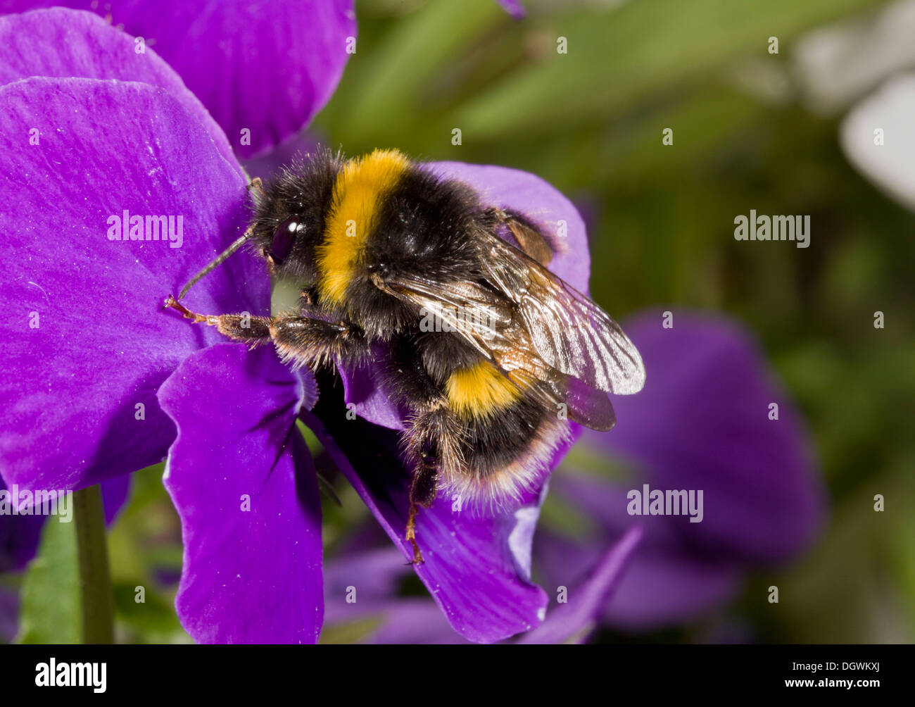 Buff-tailed Bumblebee Bombus terrestris, visiting garden pansy; Dorset. Stock Photo
