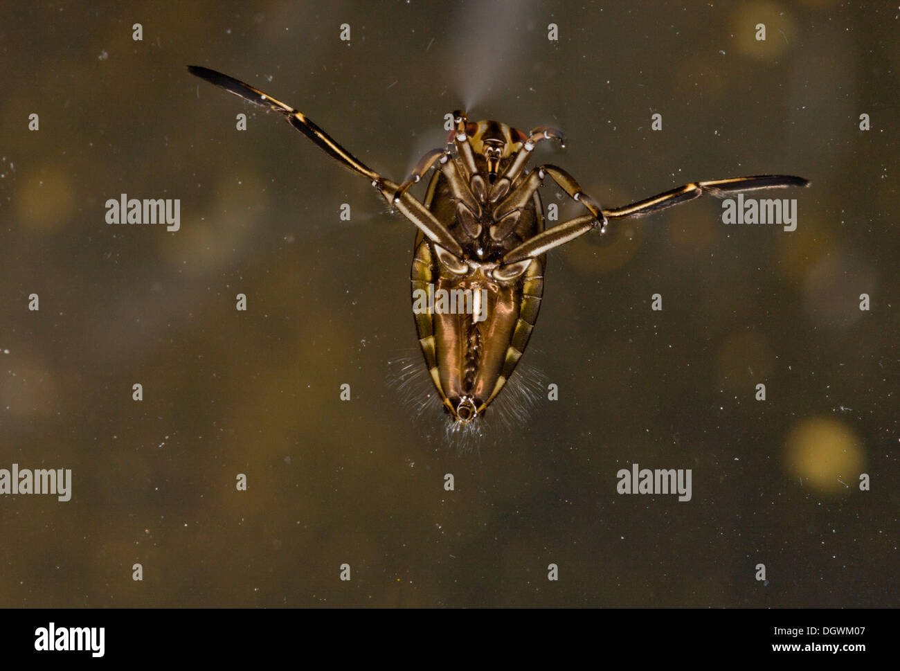 Common Backswimmer, Notonecta glauca swimming upside-down at pond surface. Dorset. Stock Photo