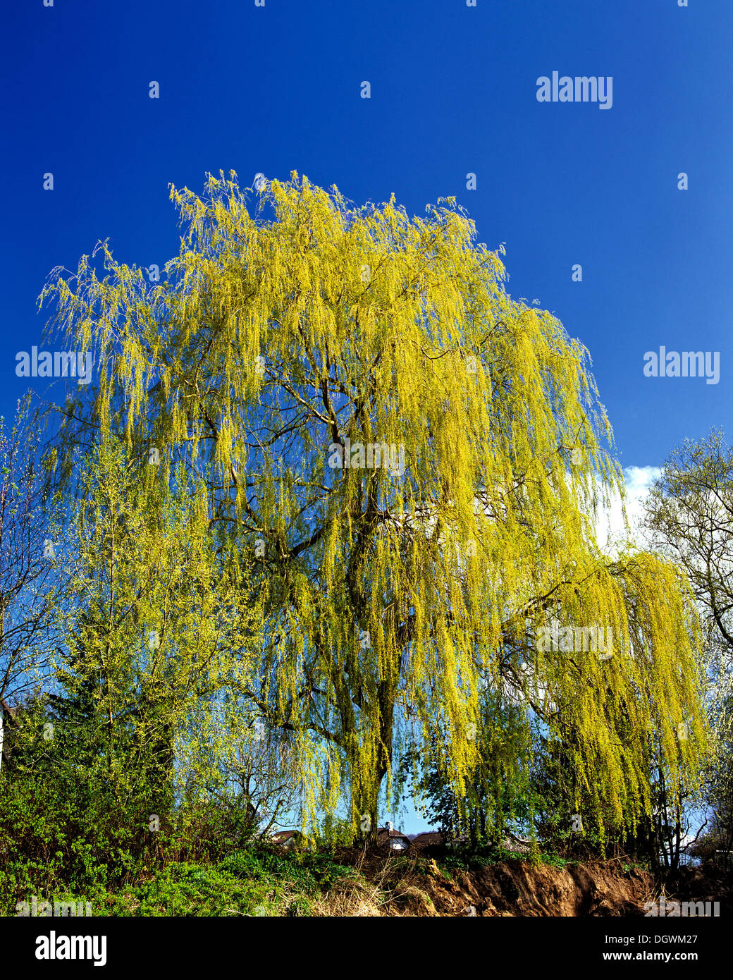 Babylon Willow or Weeping Willow (Salix babylonica) in spring Stock Photo