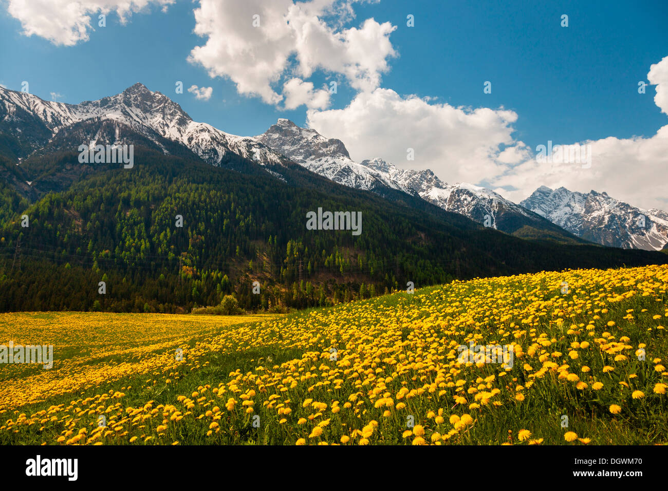 Dandelion meadow, Sesvenna Group, Scuol, Canton of Graubünden, Switzerland Stock Photo