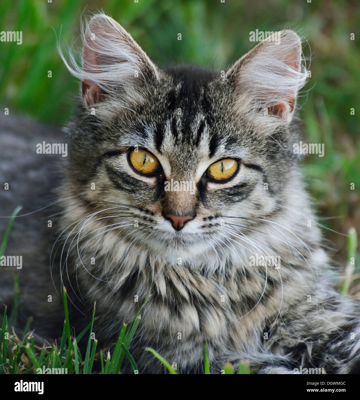 Domestic Cat Resting On The Grass Stock Photo