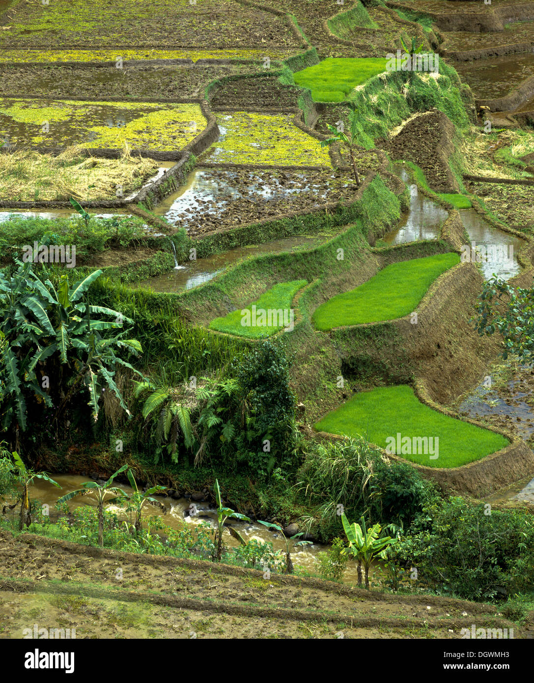 Rice paddies, terrassed fields and coconut trees, Ubud, Bali, Südostasien, Indonesia Stock Photo