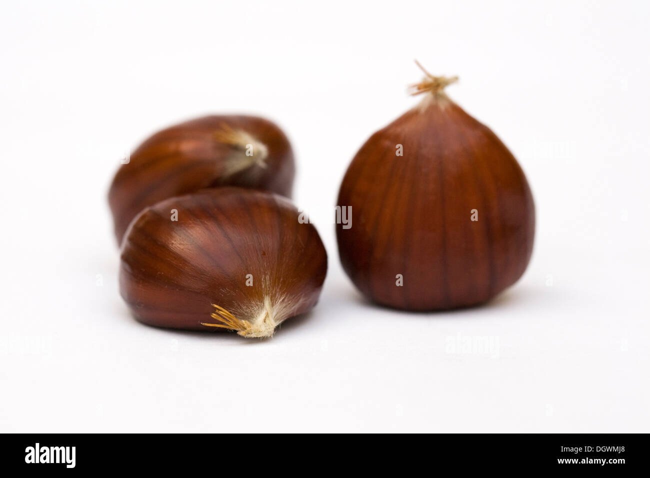 Castanea sativa. Sweet Chestnuts isolated on a white background. Stock Photo