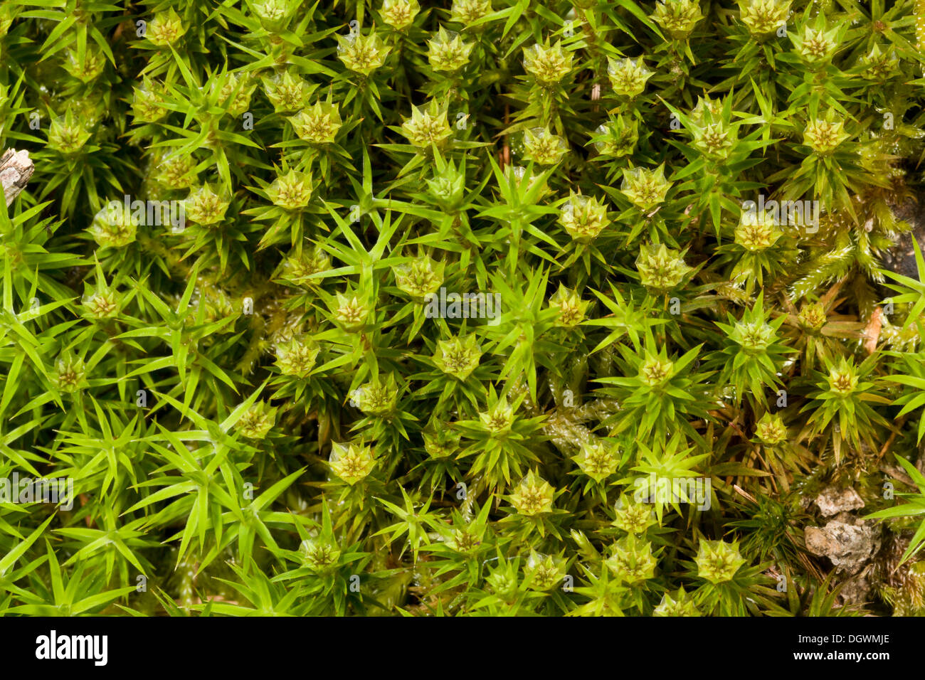 Male plants of a Hair moss, Polytrichum formosum at reproductive stage. Oak woodland. Stock Photo