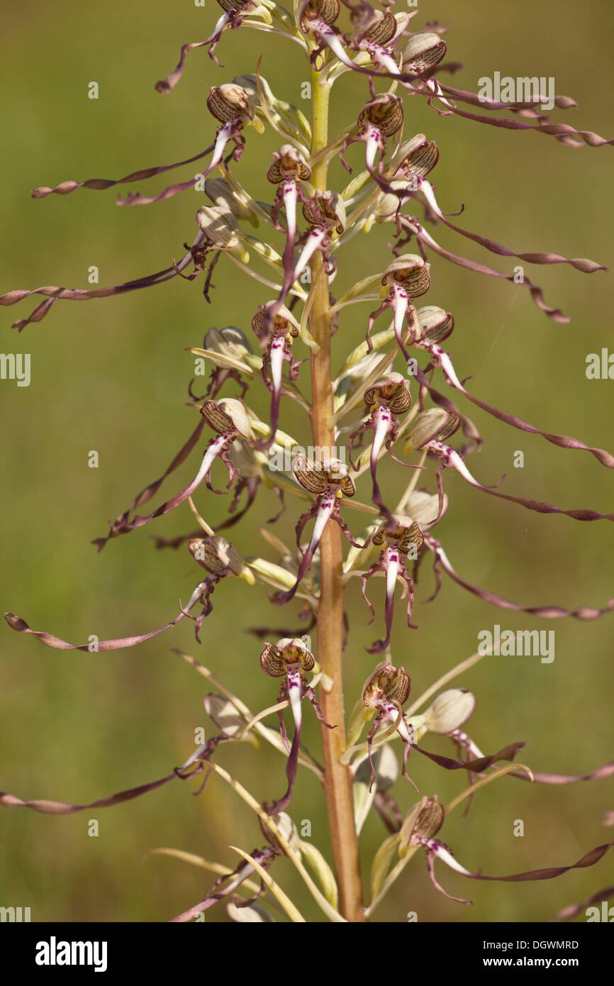 Lizard Orchid, Himantoglossum hircinum in dry calcareous grassland; very rare in UK. Stock Photo