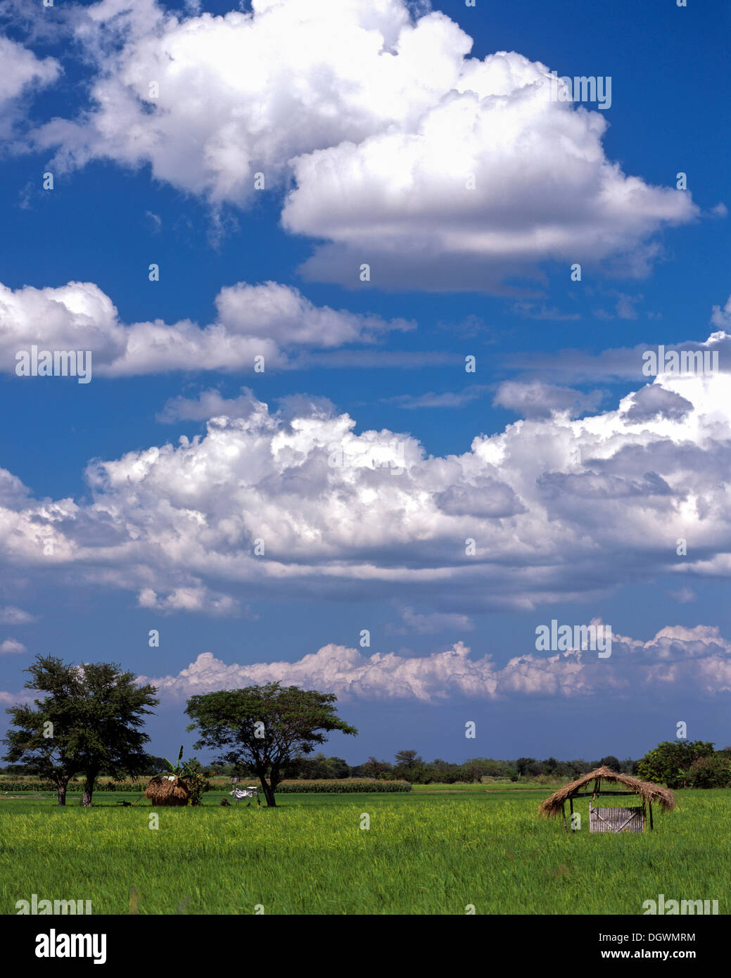 Rice fields in the province of Nueva Ecija, blue sky with clouds, Nueva