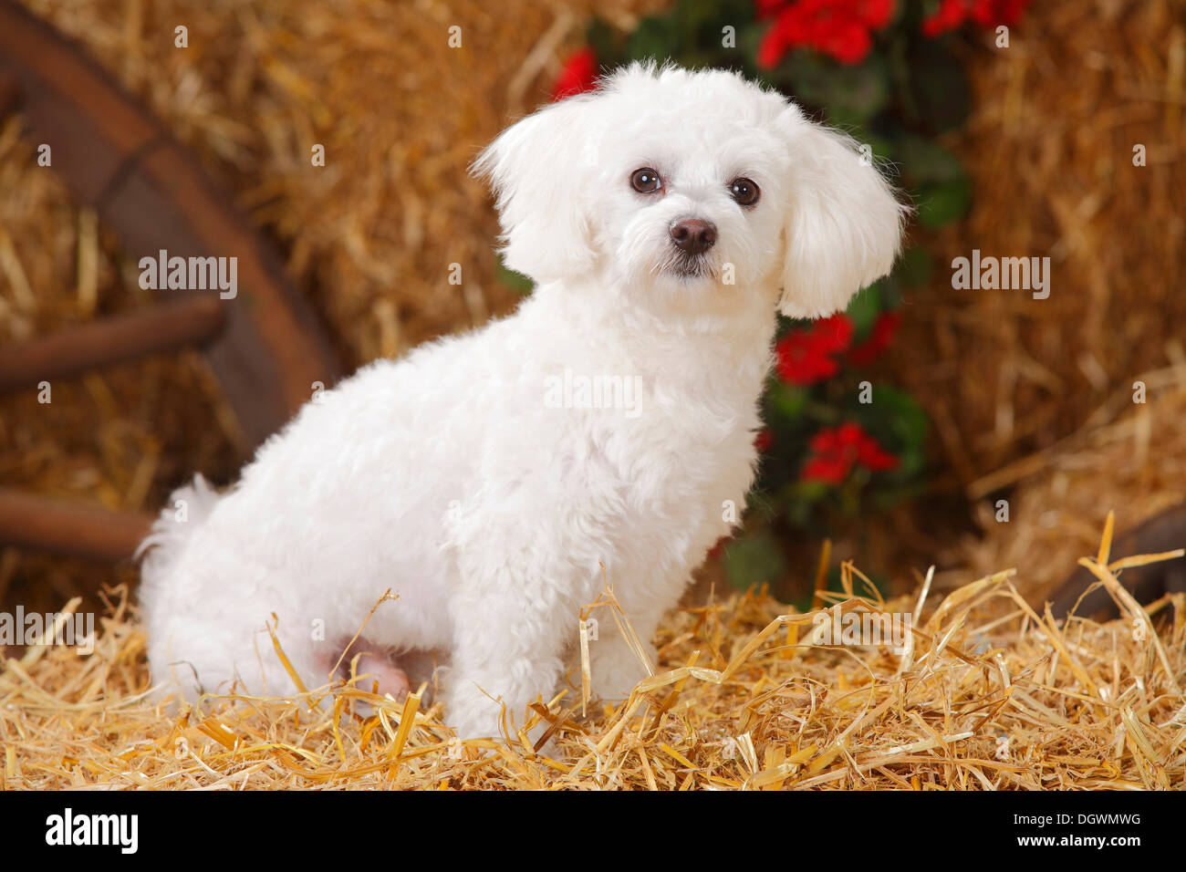 Maltese |Malteser Stock Photo
