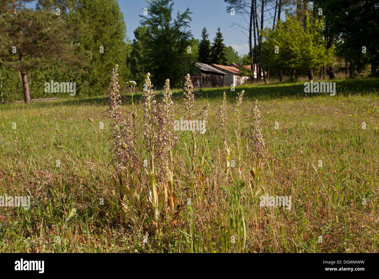 Lizard Orchid, Himantoglossum hircinum in dry calcareous grassland, Dordogne, France. Stock Photo