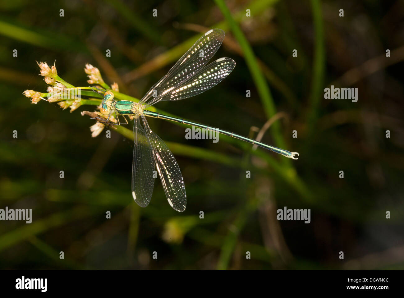 Male Western Willow Spreadwing / Willow Emerald Damselfly, Lestes viridis. Cherbourg. Stock Photo
