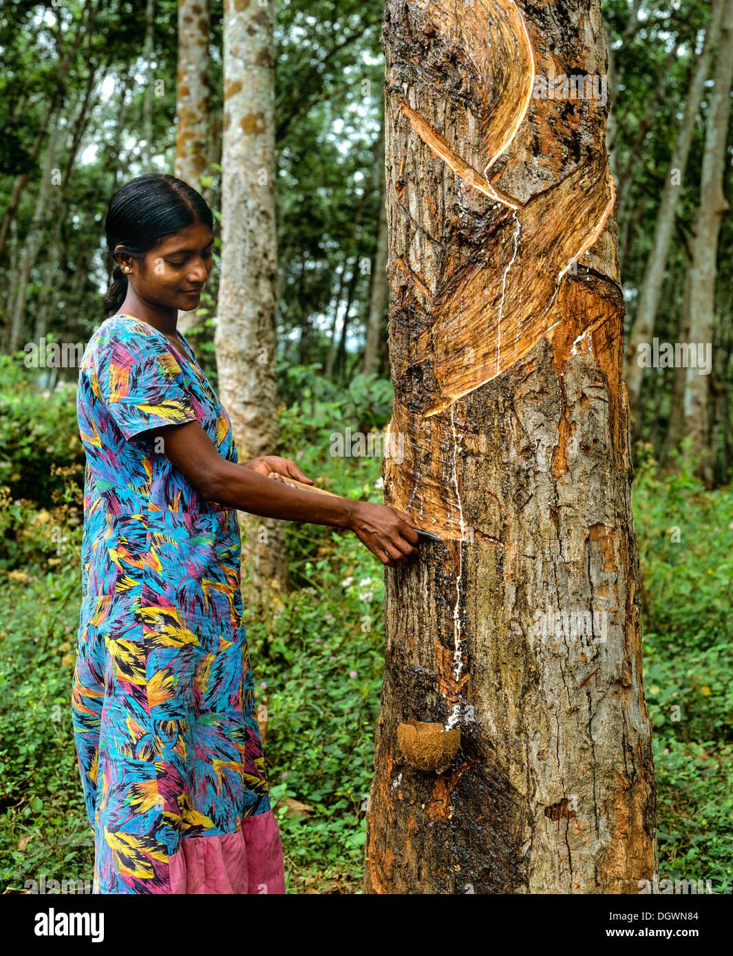 Woman scoring the rubber tree (Hevea brasiliensis), rubber production, rubber plantation, Nuwara Eliya, Zentralprovinz Stock Photo