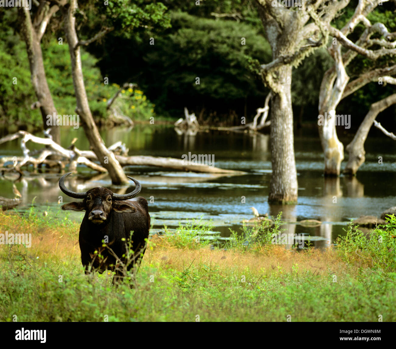 Wild water buffalo (Bubalus arnee), dead trees at back, Tissamaharama, Yala Nationalpark, Südprovinz, Sri Lanka Stock Photo