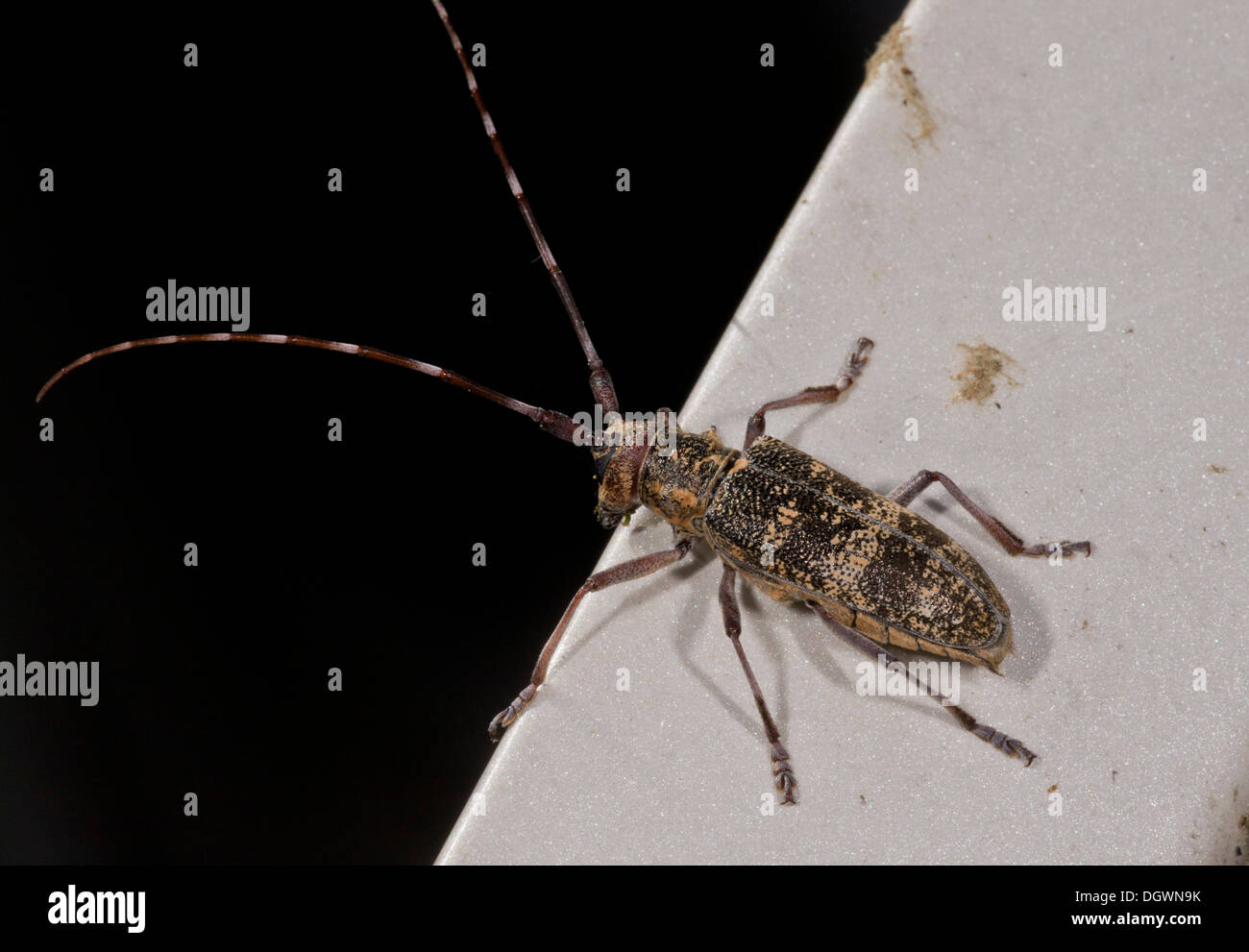 Ribbed pine borer, Rhagium inquisitor - a longhorn beetle; can be a pest of pine trees. France. Stock Photo