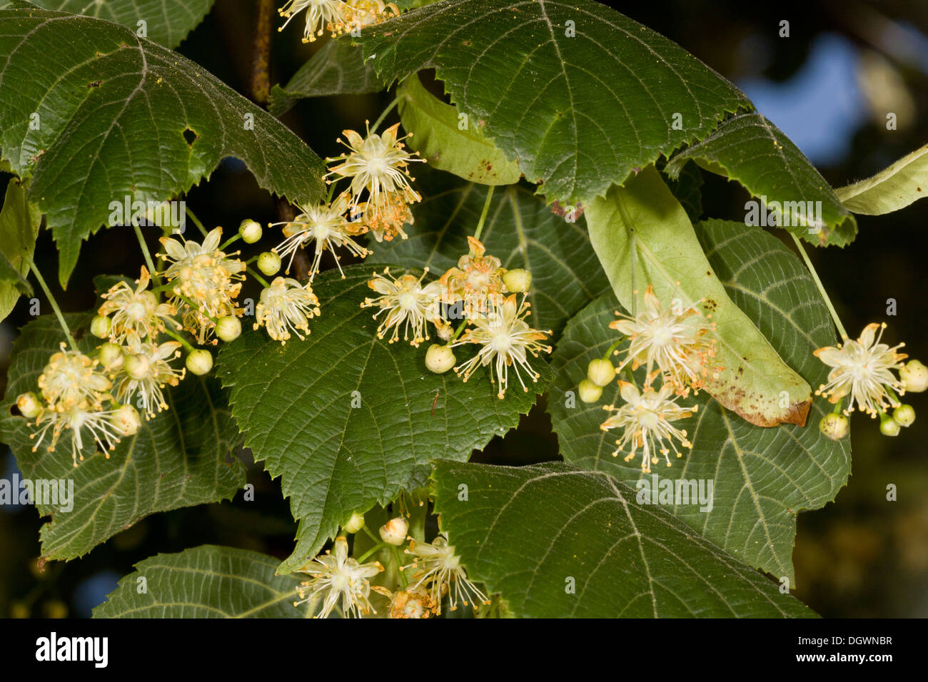 Large-leaved Lime, Tilia platyphyllos in flower. Rich nectar source. Uncommon native in UK. Stock Photo