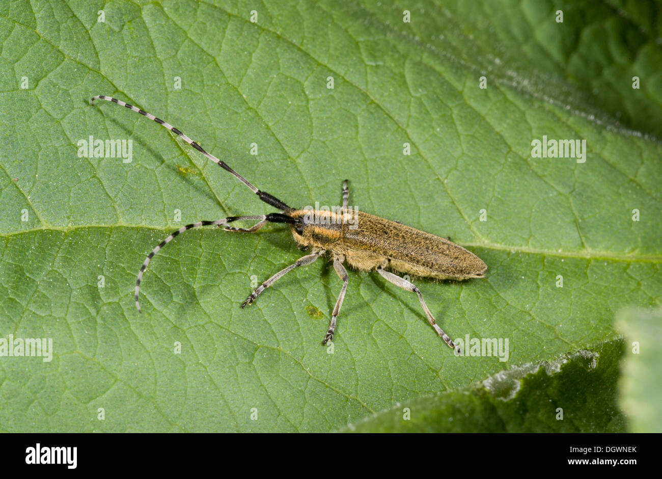 A longhorn beetle, Agapanthea villosoviridescens, associated with thistles. Pyrenees. Stock Photo
