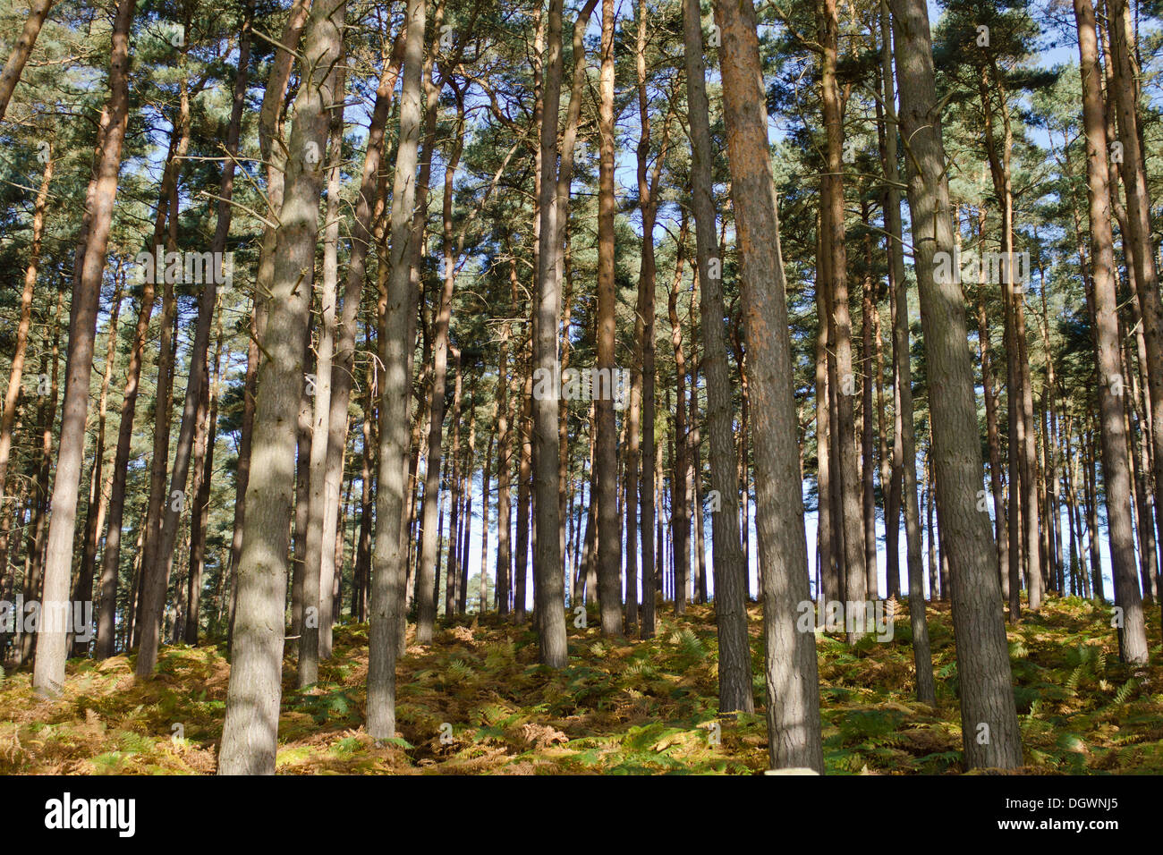 A group of pine trees Stock Photo Alamy