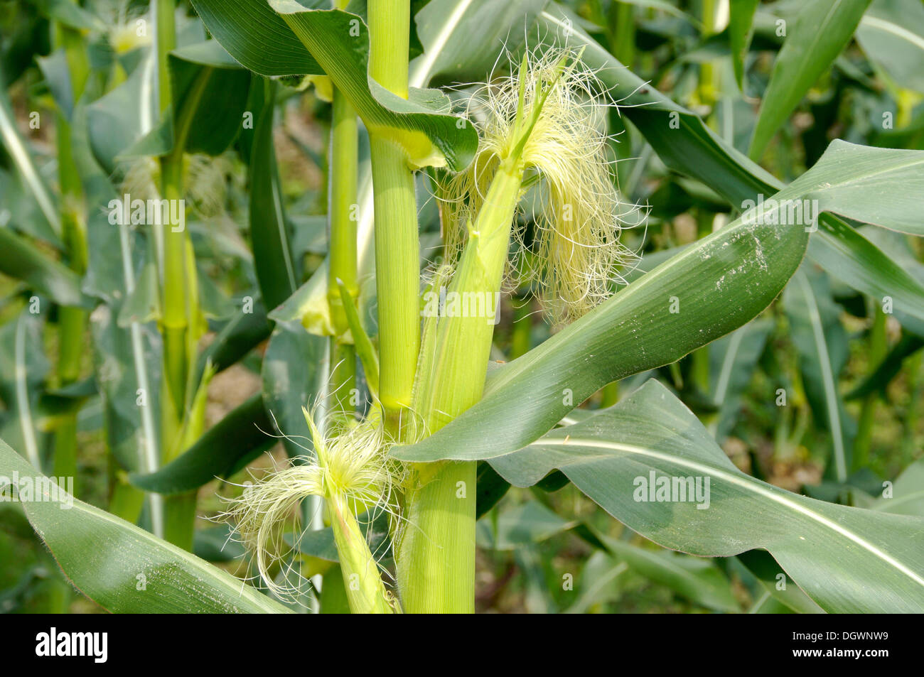 Corn stalks in field Stock Photo