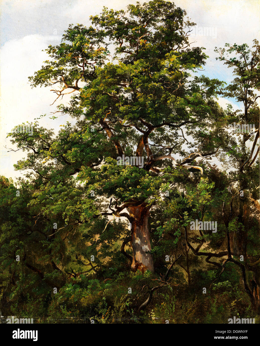 Oak Tree - by Wolfgang-Adam Töpffer, 1800's Stock Photo