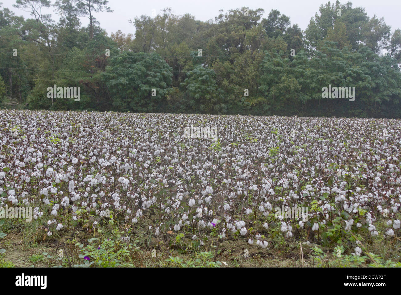 Southern USA Cotton Fields in flower Stock Photo