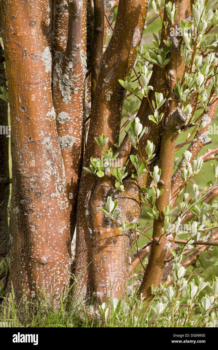 Whitebeam, Sorbus aria multiple trunks of old coppiced tree. Stock Photo