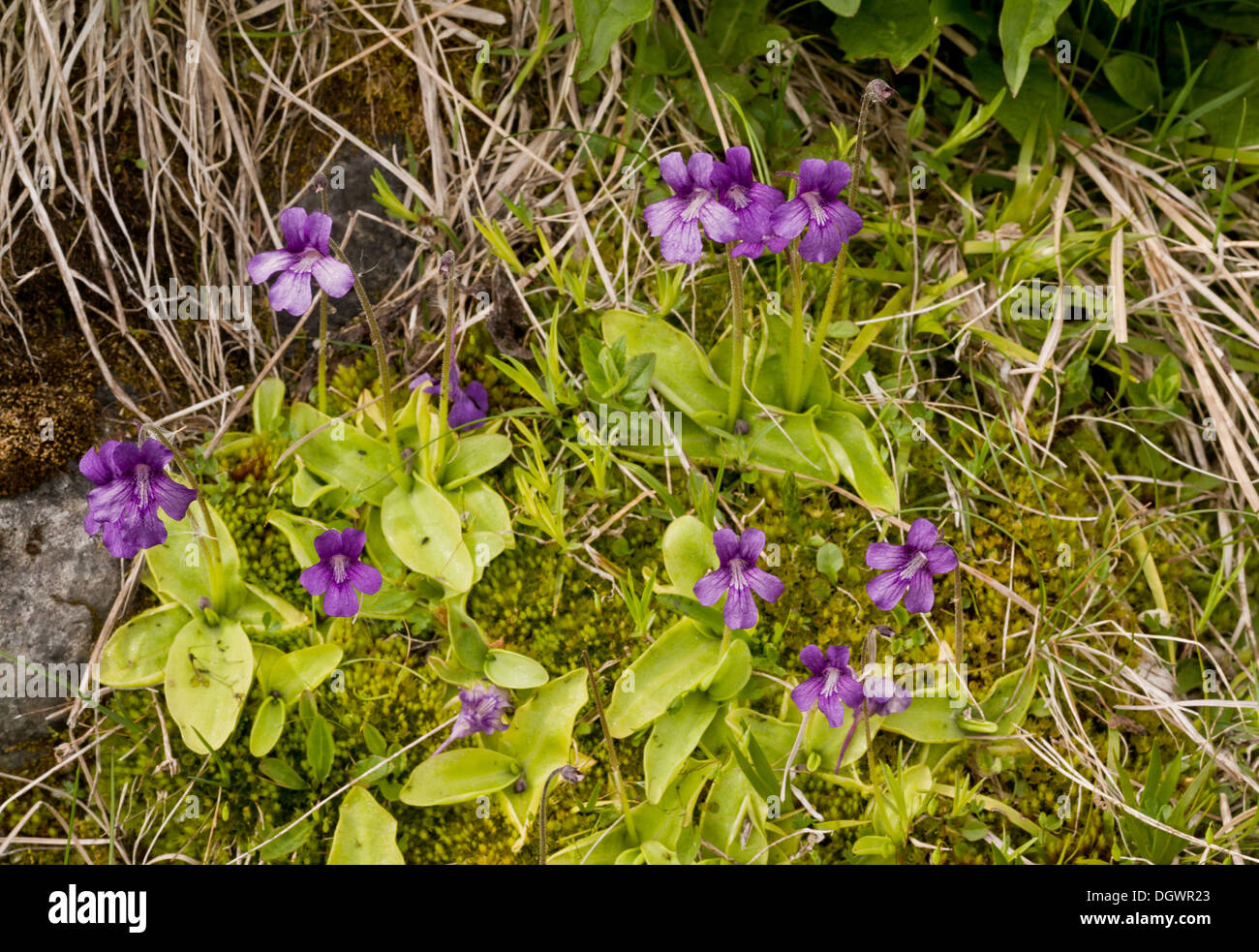 Large-flowered Butterwort, Pinguicula grandiflora in flower, Pyrenees Stock Photo