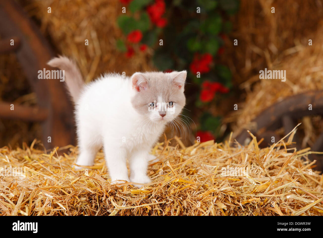 British Shorthair Cat Kitten 10 Weeks Lilac White Harlequin